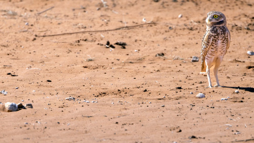 Western burrowing owl at Quail Ranch