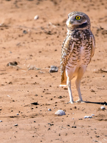 Western burrowing owl at Quail Ranch