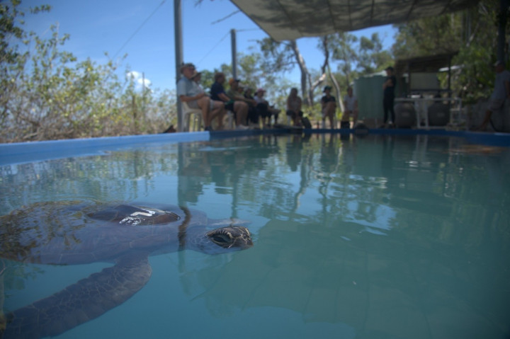 turtles in the water of the sanctuary