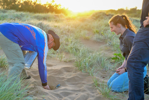 Researchers work on a sea turtle nest.