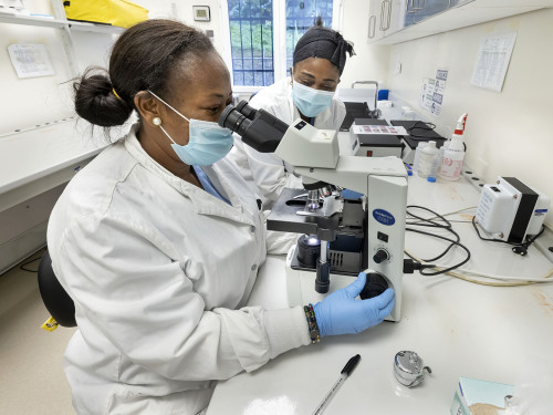 Two lab workers examining slides under a microscope