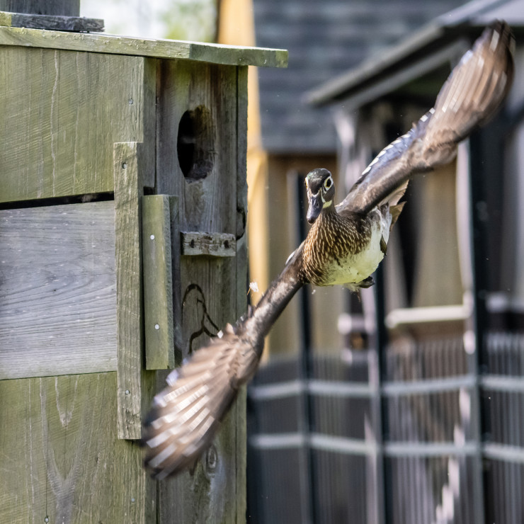 A duck in mid flight