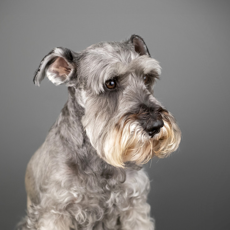 Schatzi, owned by Principal Process Engineer Megan Pantuliano, was adopted from Miniature Schnauzer Rescue of Houston.