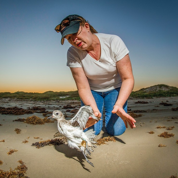 Natalie Riley, director, Community Relations at ConocoPhillips, releases a long-billed curlew with a new satellite transmitter back into the wild.