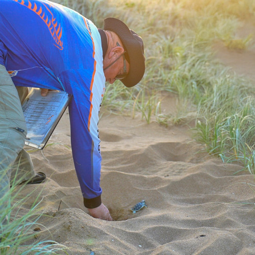 Researchers work on a sea turtle nest.