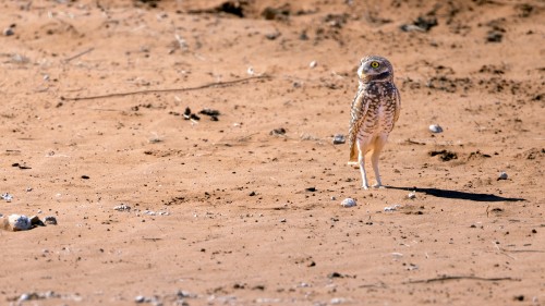 Quail Ranch: Habitat restoration in the Permian Basin